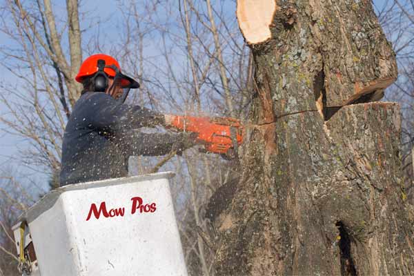 tree removal brownwood