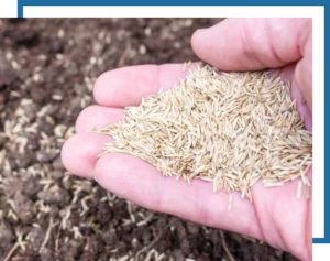 Another Mow Pros image, serving Brownwood, Austin, San Antonio and the surrounding Central Texas area with Lawn Care, Landscaping, Irrigation and Tree services.