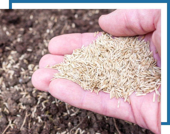 Aeration-Overseeding-Page-2 Another Mow Pros image, serving Brownwood, Austin, San Antonio and the surrounding Central Texas area with Lawn Care, Landscaping, Irrigation and Tree services.