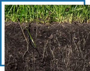 image of grass and soil illustrating new irrigation designs and installation by Mow Pros. Fertilization