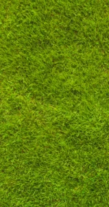 Another Mow Pros image, serving Brownwood, Austin, San Antonio and the surrounding Central Texas area with Lawn Care, Landscaping, Irrigation and Tree services.