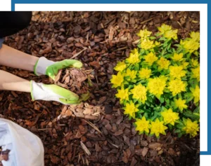 Another Mow Pros image, serving Brownwood, Austin, San Antonio and the surrounding Central Texas area with Lawn Care, Landscaping, Irrigation and Tree services.