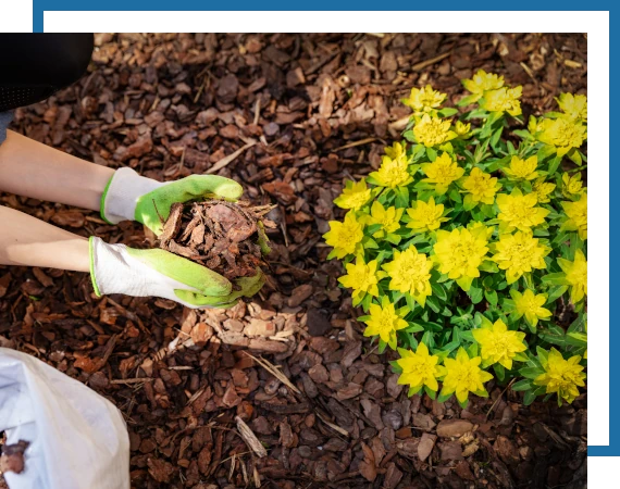 Landscaping-Mulching-2 Another Mow Pros image, serving Brownwood, Austin, San Antonio and the surrounding Central Texas area with Lawn Care, Landscaping, Irrigation and Tree services.