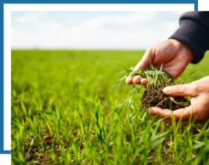 Another Mow Pros image, serving Brownwood, Austin, San Antonio and the surrounding Central Texas area with Lawn Care, Landscaping, Irrigation and Tree services.