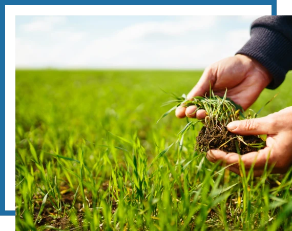 Mowing-Maintenance-4 Another Mow Pros image, serving Brownwood, Austin, San Antonio and the surrounding Central Texas area with Lawn Care, Landscaping, Irrigation and Tree services.