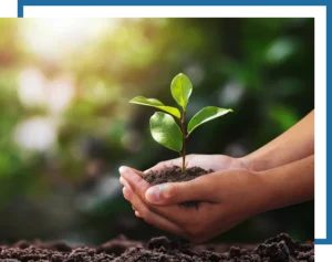 tree planting services. Mow Pros serving central Texas