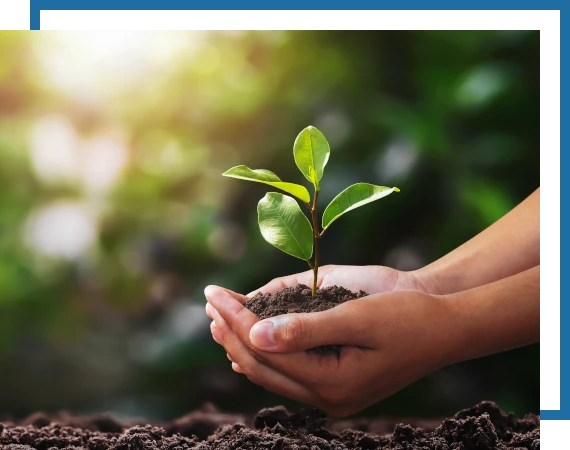 Trees-Planting-3 tree planting services. Mow Pros serving central Texas