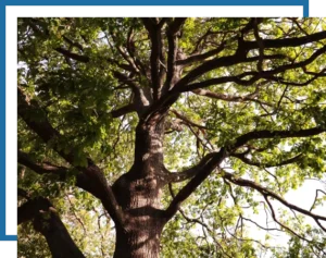 tree planting & trimming services. Mow Pros serving central Texas