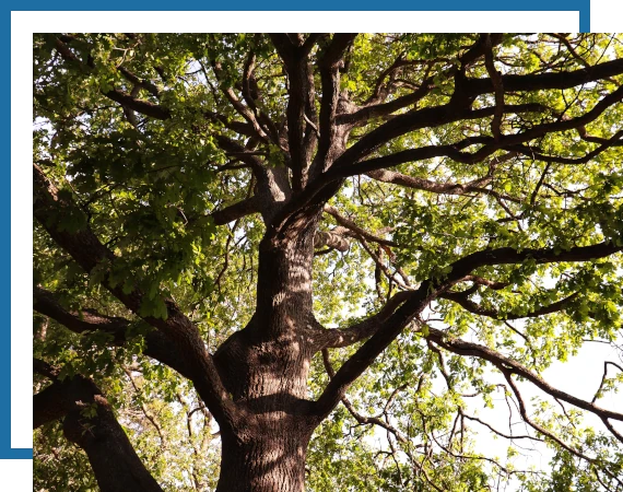 Trees-Planting-5 tree planting & trimming services. Mow Pros serving central Texas