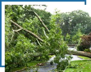 dead tree removal services. Image of a dead tree fallen on a home.