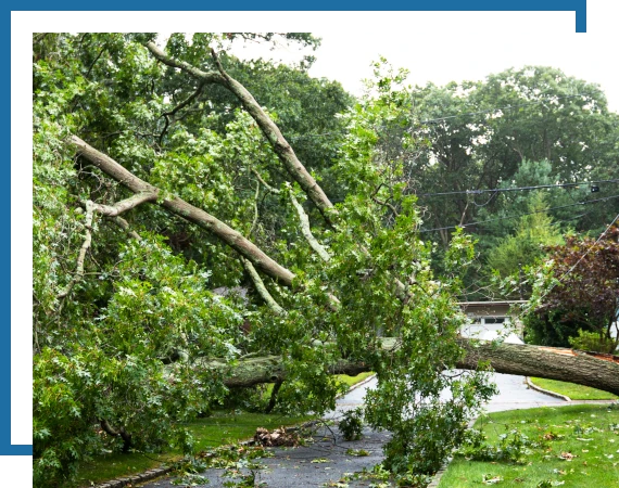 Trees-Removal-1 dead tree removal services. Image of a dead tree fallen on a home.