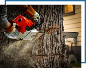 dead tree removal services. Image of a dead tree fallen on a home.