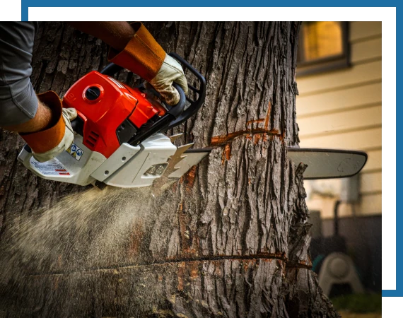 Trees-Removal-2 dead tree removal services. Image of a dead tree fallen on a home.