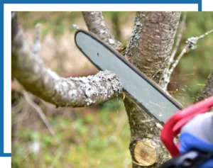 Image of Tree trimming services in Central Texas, Brownwood, Austin & San Antonio