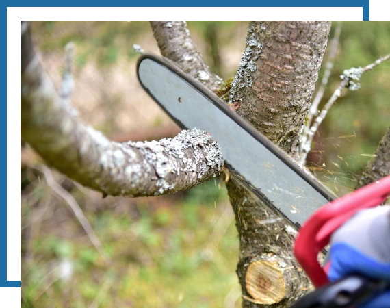 Trees-Trimming-1 Image of Tree trimming services in Central Texas, Brownwood, Austin & San Antonio
