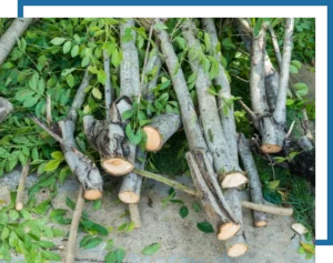 Image of Tree trimming services in Central Texas, Brownwood, Austin & San Antonio