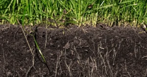 Understanding Local Soil, Brownwood & Central Texas Lawn Care