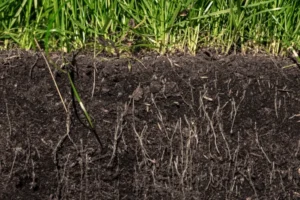 Understanding Local Soil, Brownwood Texas