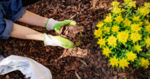 mulching and plant beds by Mow Pros serving central Texas