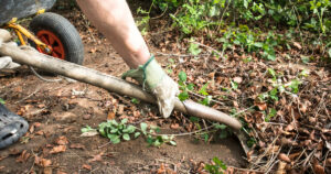 image demonstrating seasonal cleanups. shoveling debris into a wheelbarrow.